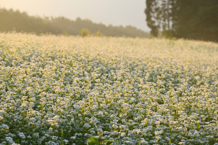 ニコン Nikon D850 を使ってみました。 ／ 奈良 桜井 笠 蕎麦の里 2017